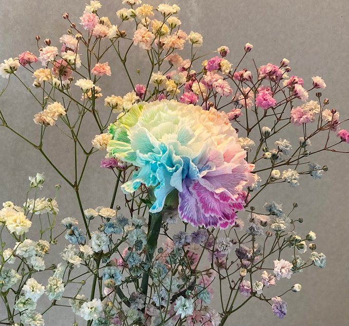 町で見かけてつい買ってしまったゲーミングカーネーション、ではなく「レインボーカーネーション」。白い花に着色した水を吸わせて色を付けるそうだが・・・こんな風に出来るんですねえ😮💐 