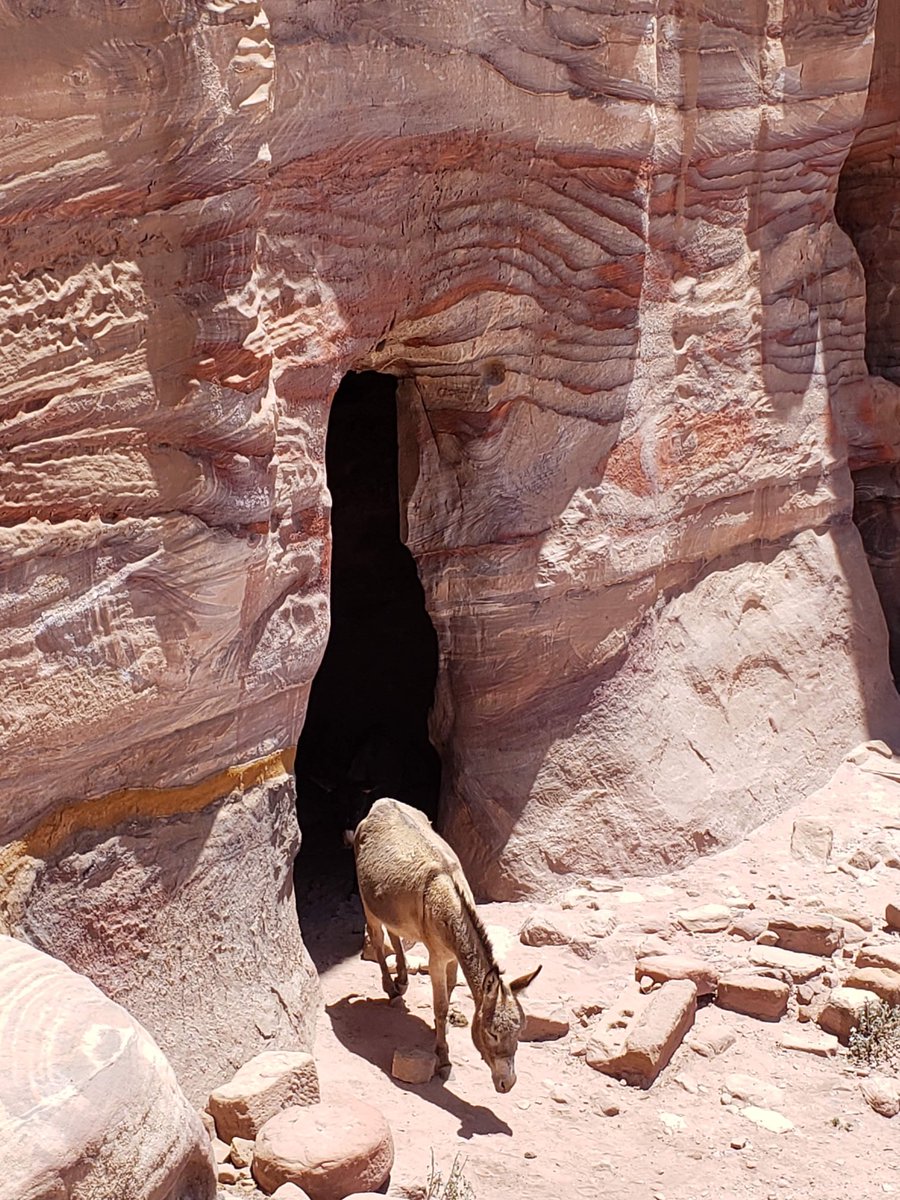 jk_kooy's tweet photo. Donkey at the Silk Tomb at Petra, Jordan, in honor of #WorldDonkeyDay. https://t.co/XjUegHtij5