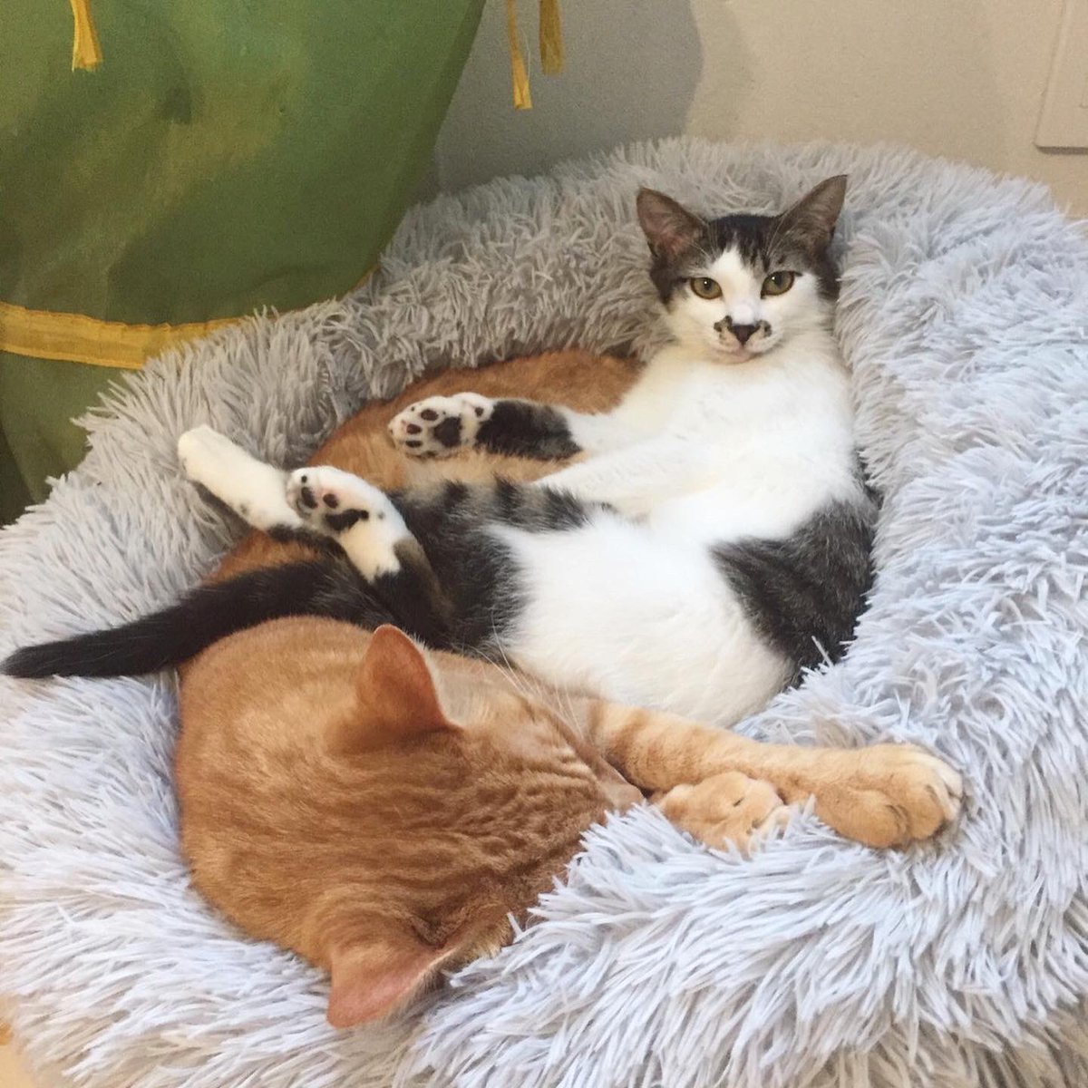 CATS_INN_TOKYO's tweet photo. りん、ついにトライアル出発です!みんながドンドン卒業して、最近はサノスケ園長や牛太郎に甘えていたりん。新しいお家でも先輩猫さんと仲良くしてもらえますように!人間にも甘えるんだよ〜
#mrcit #cat #きじしろ #子猫 #保護猫カフェ #猫カフェ #板橋 #里親募集 #ライブ配信 #猫動画 #youtube https://t.co/eE2PQLROKA