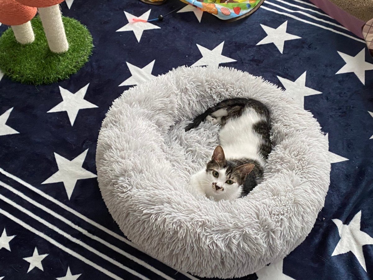 CATS_INN_TOKYO's tweet photo. りん、ついにトライアル出発です!みんながドンドン卒業して、最近はサノスケ園長や牛太郎に甘えていたりん。新しいお家でも先輩猫さんと仲良くしてもらえますように!人間にも甘えるんだよ〜
#mrcit #cat #きじしろ #子猫 #保護猫カフェ #猫カフェ #板橋 #里親募集 #ライブ配信 #猫動画 #youtube https://t.co/eE2PQLROKA