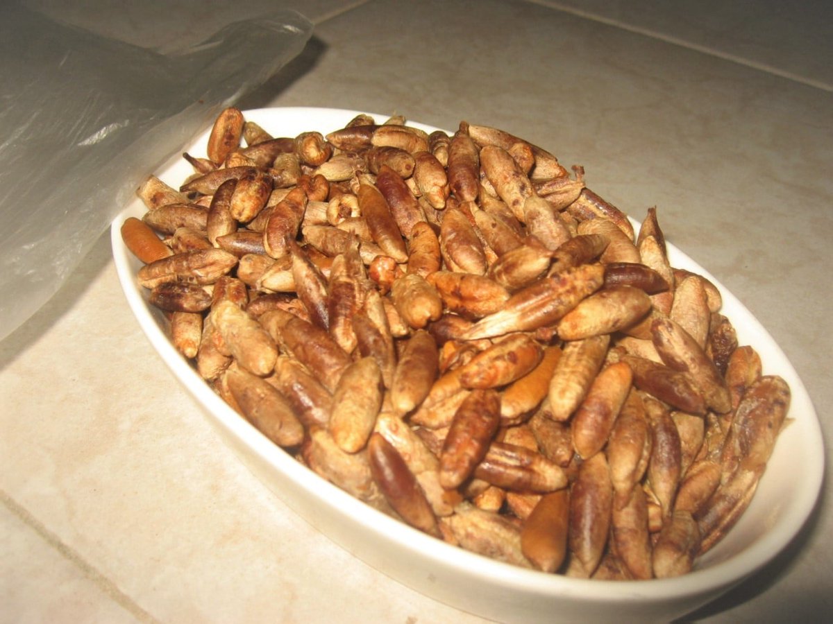 NdiayeElijahmoz's tweet photo. J'ai adhère au projet de l'Agence Nationale de Reforestation et de la Grande Muraille Verte en collectant durant le ramadan des noix de dattes destinées a des pépinières de palmiers dattiers au Senegal; j'ai alors  pris RV pour le dépôt
Félicitations et merci a Haidar El Aly https://t.co/PkJfAJ60Jy