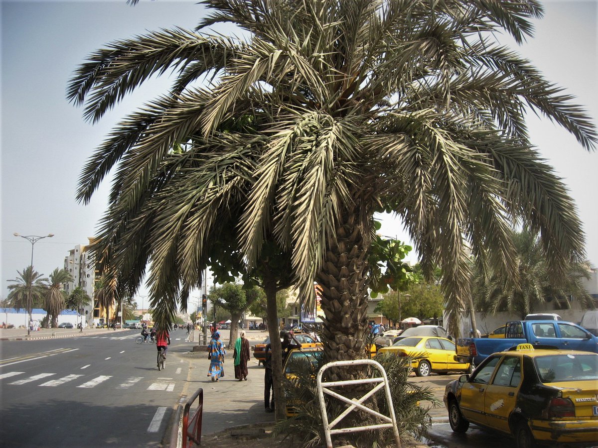 NdiayeElijahmoz's tweet photo. J'ai adhère au projet de l'Agence Nationale de Reforestation et de la Grande Muraille Verte en collectant durant le ramadan des noix de dattes destinées a des pépinières de palmiers dattiers au Senegal; j'ai alors  pris RV pour le dépôt
Félicitations et merci a Haidar El Aly https://t.co/PkJfAJ60Jy