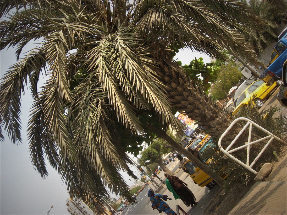 NdiayeElijahmoz's tweet photo. J'ai adhère au projet de l'Agence Nationale de Reforestation et de la Grande Muraille Verte en collectant durant le ramadan des noix de dattes destinées a des pépinières de palmiers dattiers au Senegal; j'ai alors  pris RV pour le dépôt
Félicitations et merci a Haidar El Aly https://t.co/PkJfAJ60Jy