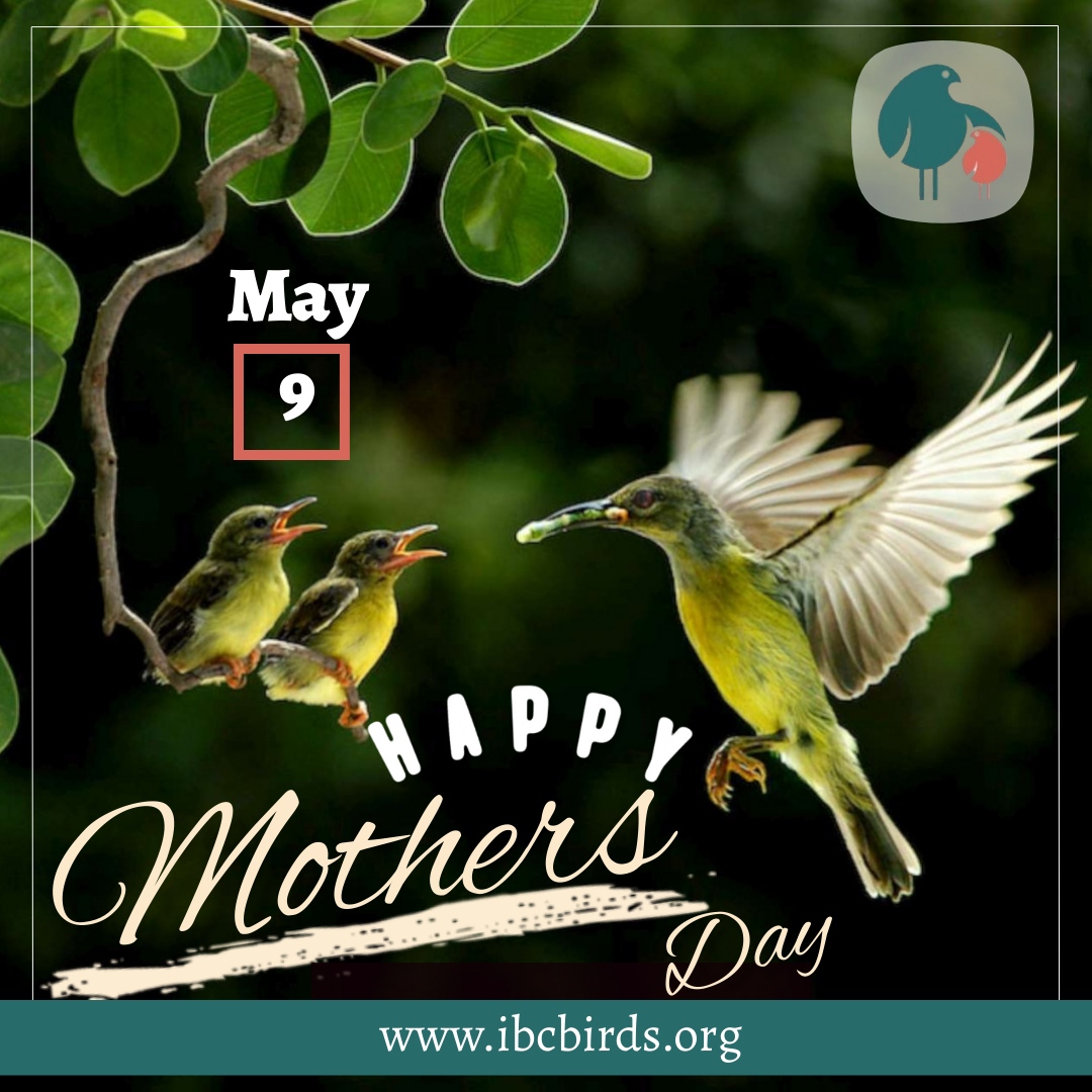 #MothersDay

Mother's Day is a celebration honoring the mother of the family, as well as motherhood, maternal bonds, and the influence of mothers in society. 

#IBCBIRDS #BIRDS #HappyMother'sDay #HappyMothersDay #Mother #Amma #Mummy #Father #Family #Mothers #Mothersday2021 https://t.co/xXDOYNqD5A