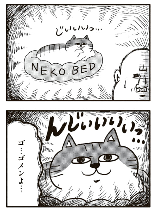 いらんことする猫と私🐱
#ヒゲ母ちゃんがんばりマッスル 