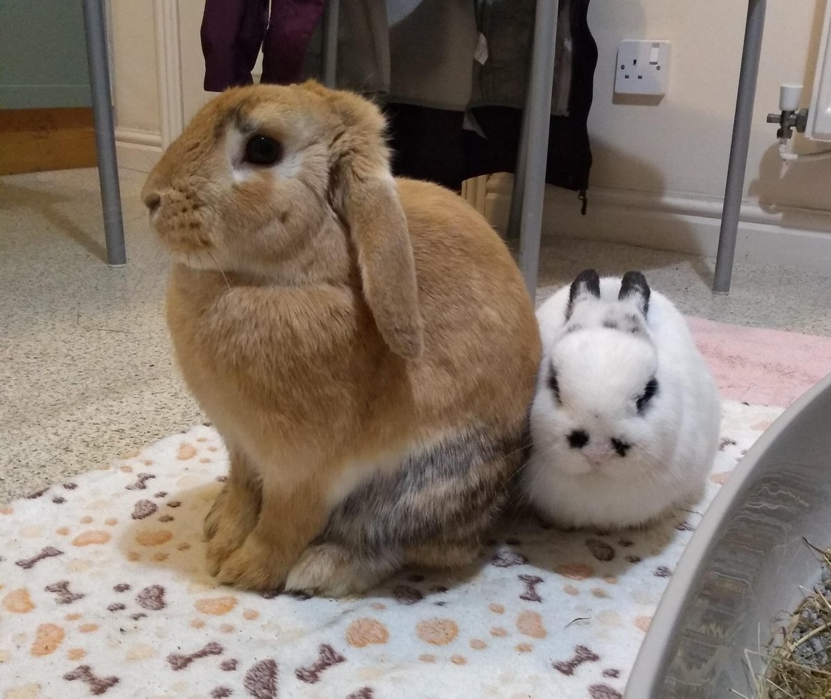 And finally the Regal BuN and the angry loaf