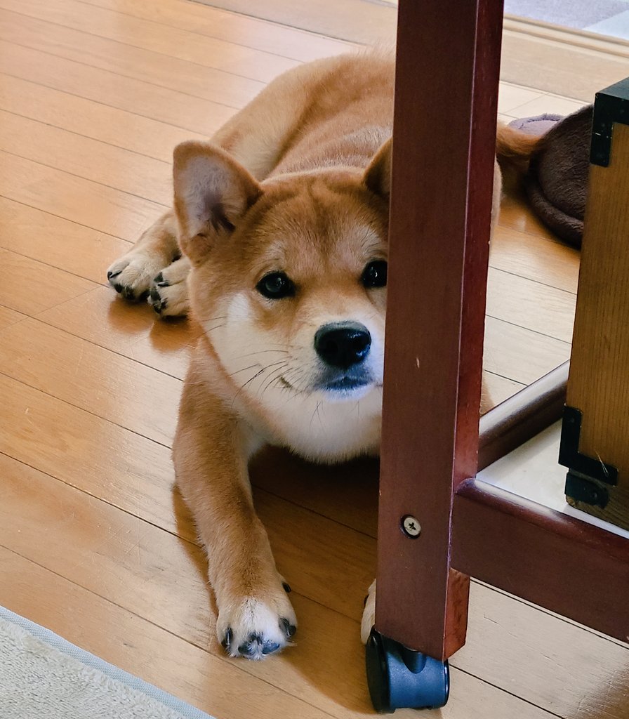 犬 ゲーム中の飼い主の横にボールをコロコロ と転がして様子を伺ってる犬 犬 ゲーム中の飼い主の横にボールをコロコロ と転がして様子を伺ってる犬