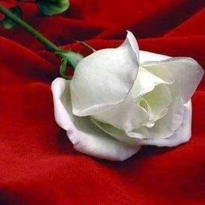 HamitKaraman9's tweet photo. Günaydın mutlu sabahlar huzurlu sağlıklı bereketli günler olsun sevgiyle selamlıyorum sevgili arkadaşlar değerli dostlar rojbaş
#GÜNAYDIN #GÜNÜNÜZ #SONUNUZ #GÜZEL #OLSUN #İNŞALLAH SAĞLIK AFİYETLER DİLERİM SEVGİYLE KALIN MUTLU SAĞLIKLI HUZURLU YAŞAYİN ❤️🌹🍀🌼😊☕✌️ https://t.co/rxb4z5XlN0