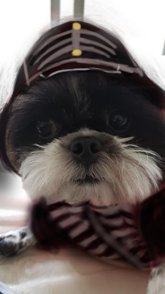 m4riaaaaaa's tweet photo. MAGGIE DE PEPE LINDINHA NENE #TeamTBP https://t.co/ISuDvTxhE1