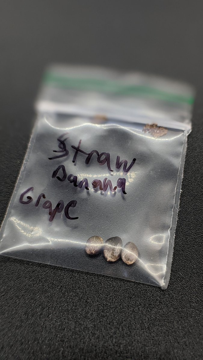 terpwyser's tweet photo. #Seedsman #stawberry #banana #Grape #stawberrybananagrape #THCseeds #Femanized #femanizedseeds #Prop207 #PhonePhotography https://t.co/aqJHw2JdcV