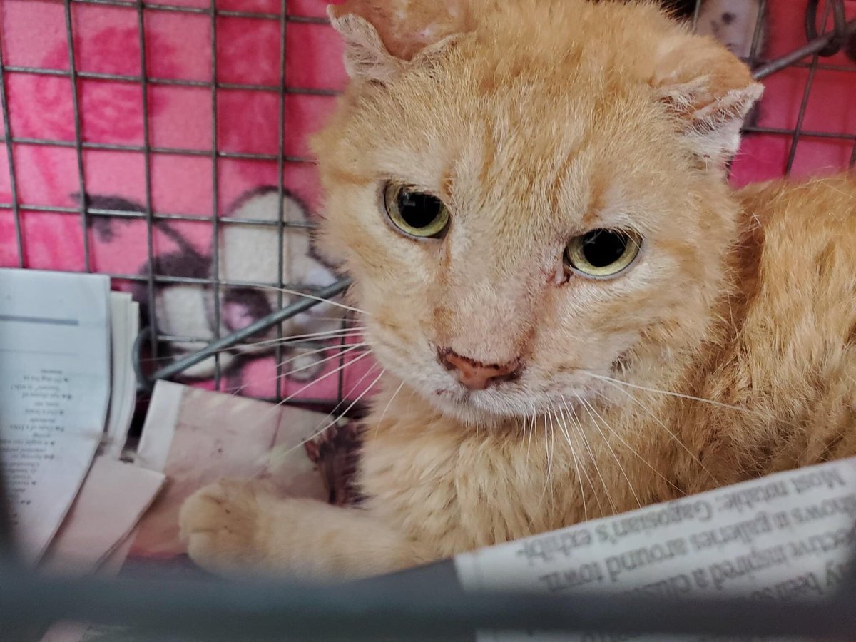 CatAidFund's tweet image. A happy story: Lonesome was a #streetcat for 10 years. He was trapped and spent a few months in foster while he got a major dental. He was recently adopted by someone who has adopted other FIV+ seniors from us in the past. Hooray for Lonesome! 😻 #fivcat #adopted #AdoptDontShop