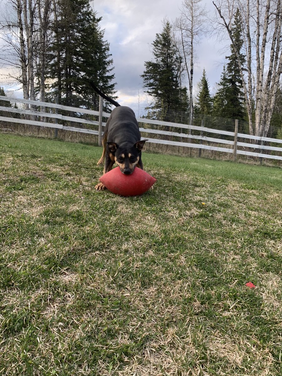 MsSMorey's tweet photo. Since I worked a full shift at the restaurant today and did my fair share of walking up and down stairs carrying trays of food and drinks, my #GETOUTSIDE moment today was sitting in my yard making my dogs do the work! #unbced #walkingcurriculum #getoutside #EDUC490 https://t.co/oRmgQVwdL3