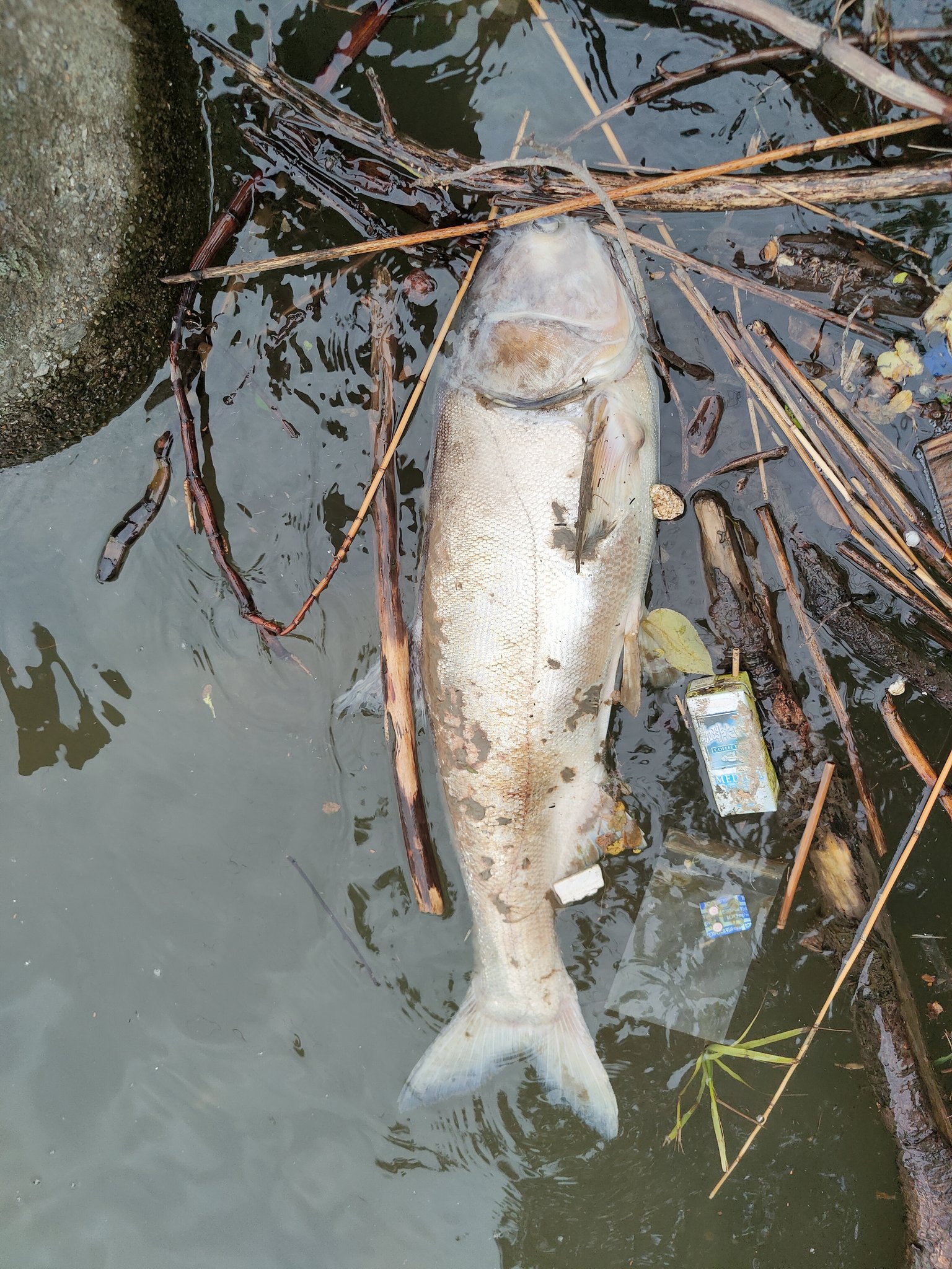 山カサゴ テナガエビ釣りに江戸川行ったら ハクレンが数多く浮いてる かなり大型の個体が数十匹 聞いたら最近多いんだとか テナガエビについては ノーヒットで撤収でした 周りも同様の釣果のようです 腹いっぱいなのかもなー T Co