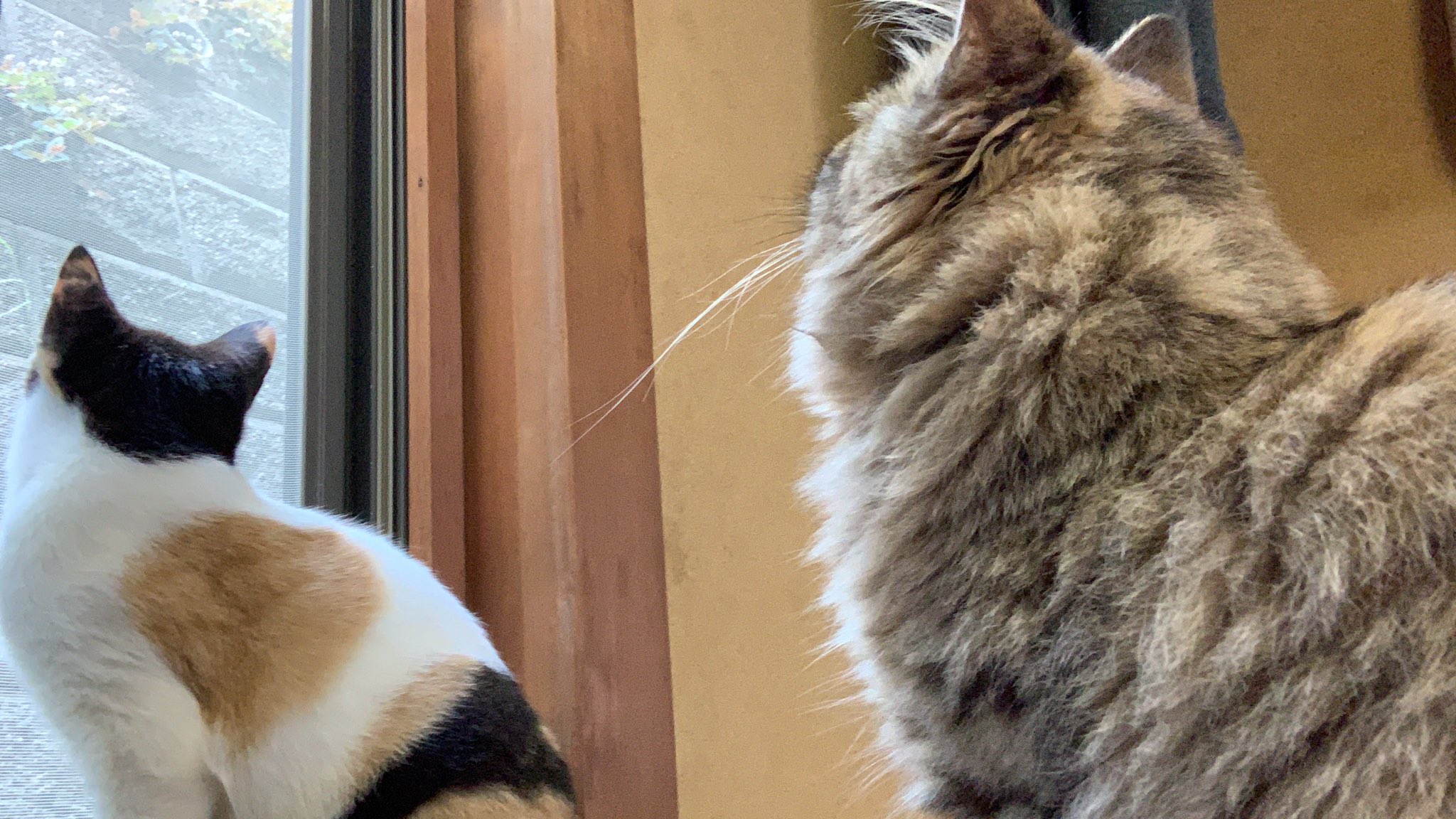 猫の飼い方 Twitter Search Twitter