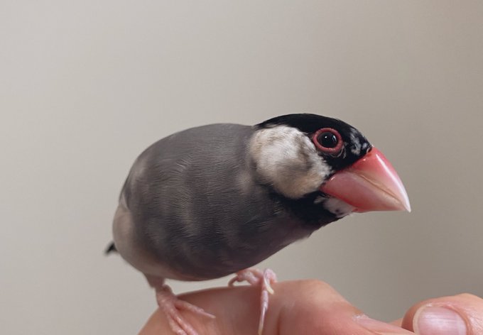 文鳥 高画質 のtwitterイラスト検索結果 古い順