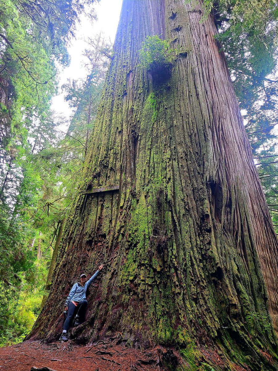 TrashpandaTrash's tweet photo. Just got back from Northern California and I gotta say, I'm in awe.
Will definitely be back. https://t.co/CgeHV6T1Tk