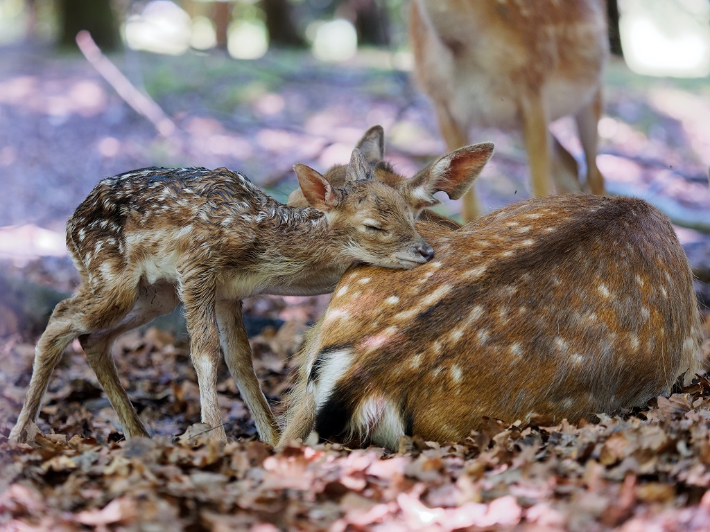conont's tweet photo. To all moms...Happy Mother's Day.💚💐🙌
#MothersDay #MothersDay2021 #HappyMothersDay #StepIntoNature #HealthyHikes https://t.co/lkpnwdUzcZ https://t.co/hx7TMRh9op