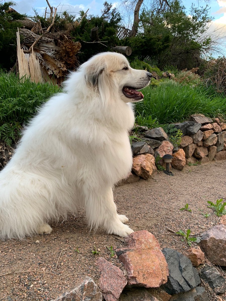 Zudnik's tweet image. Our Great Pyrenees, Wilson, is most qualified because he is next Clydesdale dog. #BuschCTOcontest