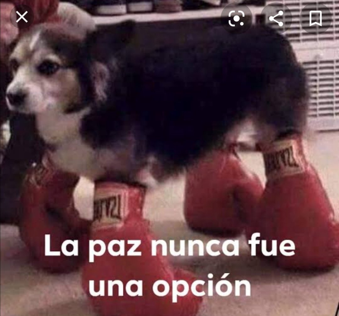 GMontesi1's tweet photo. #ModoCanelo https://t.co/ar3Pw08Ai5