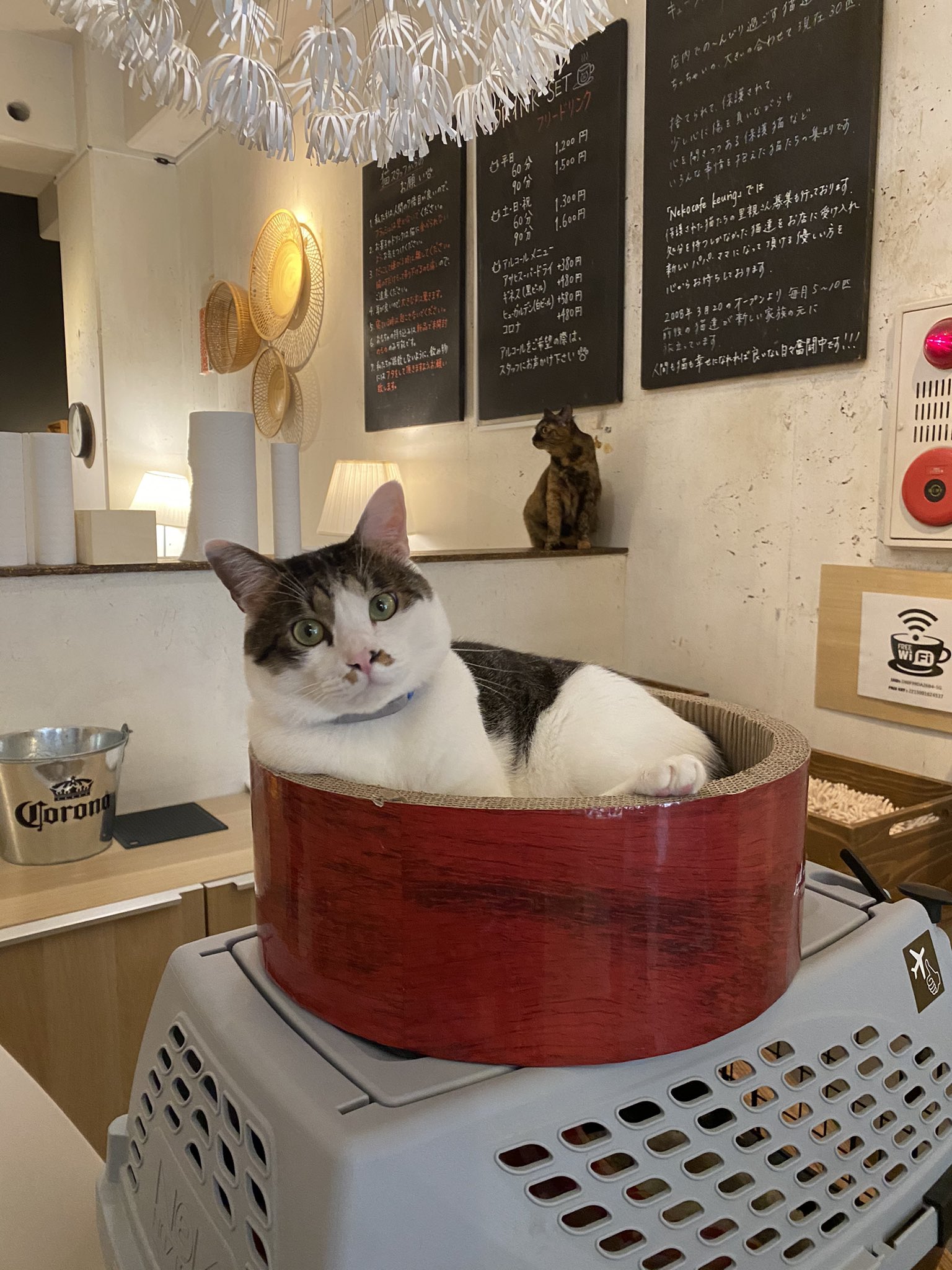 福岡の猫カフェキューリグ Nekocafekeurig Twitter