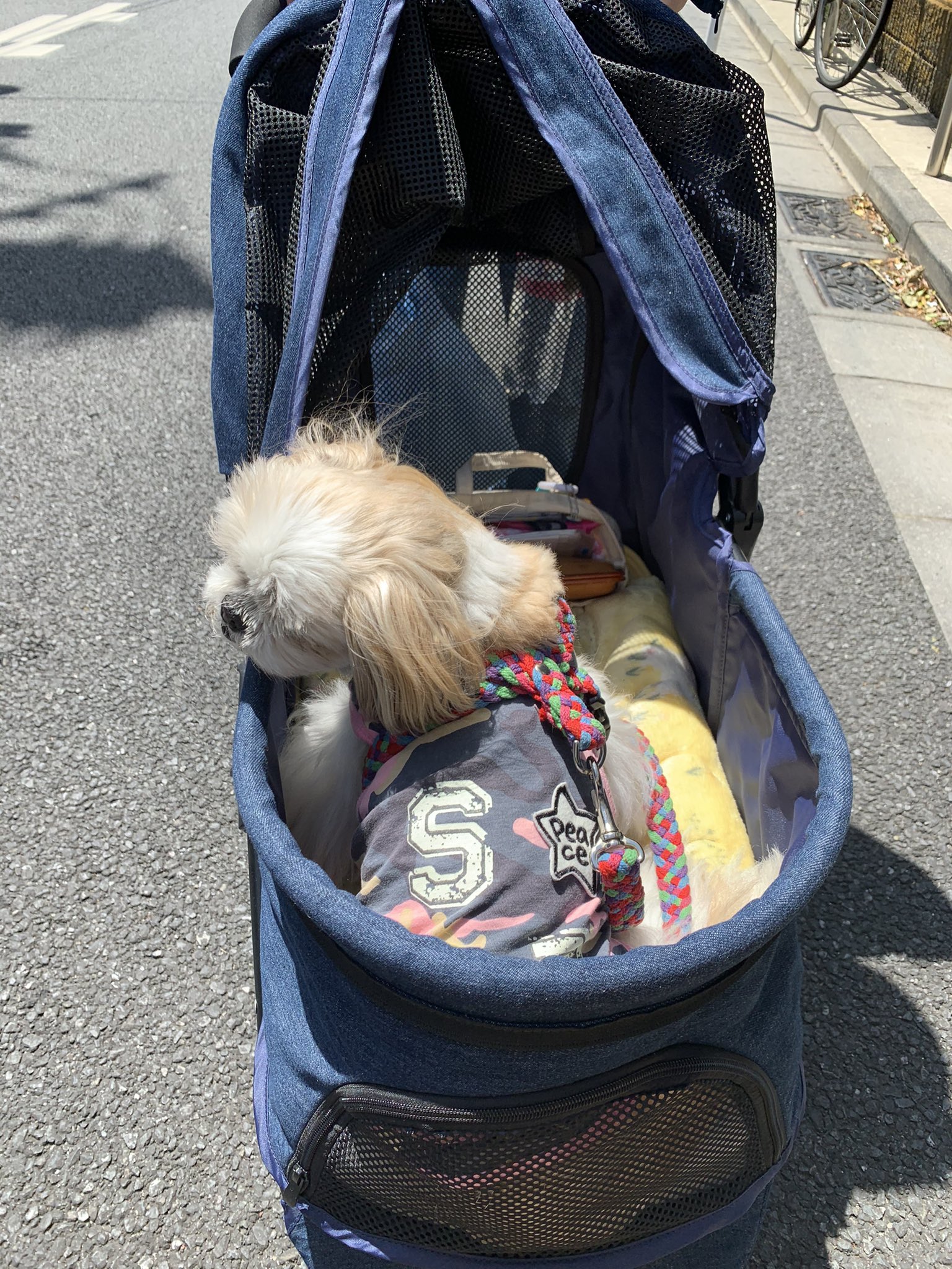 シーズー爺ーパン 今日は暑つつ 風は心地いいね 昨日から僕のカートに扇風機が付いたよ 快適ぃーーー みかんの花の香りがいい香り シーズー シニア犬 お散歩大好き みかんの花 犬のいる暮らし T Co Yds8gavffr Twitter