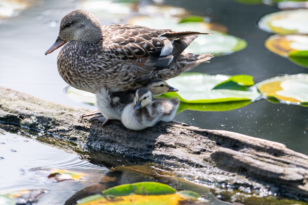 conont's tweet photo. To all moms...Happy Mother's Day.💚💐🙌
#MothersDay #MothersDay2021 #HappyMothersDay #StepIntoNature #HealthyHikes https://t.co/lkpnwdUzcZ https://t.co/hx7TMRh9op