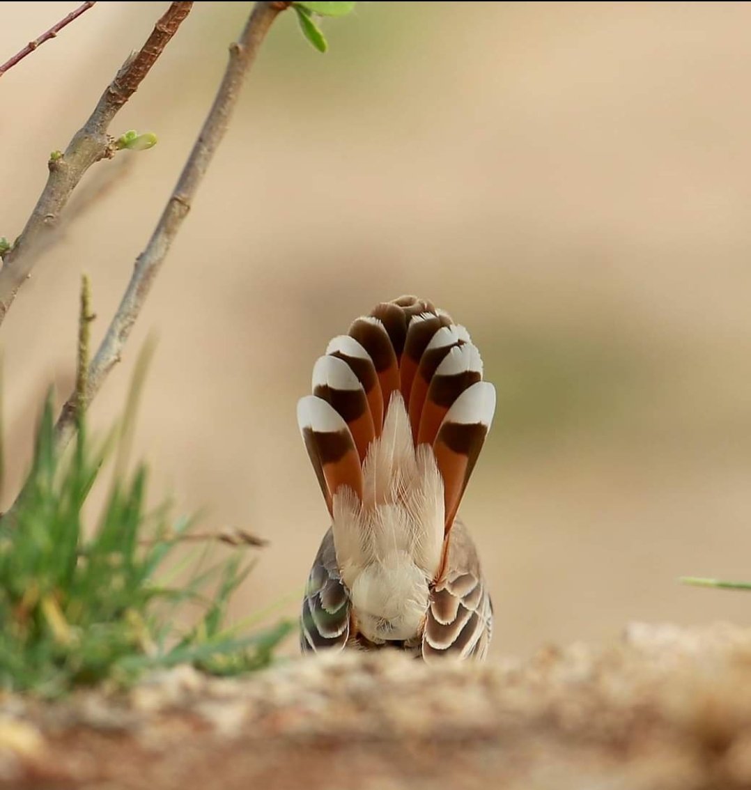 KinnockPaul's tweet photo. The under-tail of the Rufous tailed scrub Robin,  open and standing straight up #birds #birdwatching #uae #BirdsSeenIn2021 #twitterbirds #TwitterNatureCommunity #photohide #tragopanblinds #nature #NaturePhotography #Springwatch https://t.co/Gf2zZ02IDX