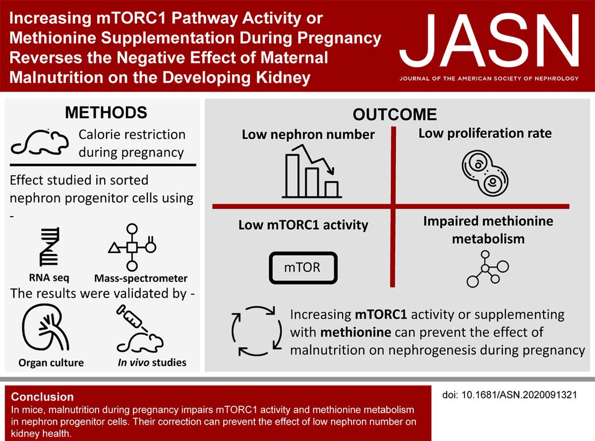 ASPNeph's tweet image. Increasing #mTORC1 Pathway Activity or Methionine Supplementation during Pregnancy Reverses the Negative Effect of Maternal #Malnutrition on the Developing Kidney. #kidneyDevelopment @JASN_News 
ow.ly/vEk050EHOyb