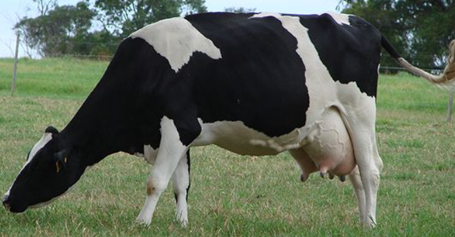 Стельная корова. Сухостойные коровы. Стельная корова. Родовспоможение у коров. Стельность коровы по месяцам.