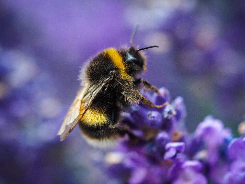 10 tips to grow your own garden photography from <a href="/DaisyDuked/">Daisy Dickinson</a> – perfect for #GardenDayUK! → olympus-imagespace.co.uk/grow-your-gard… #GardenPhotography