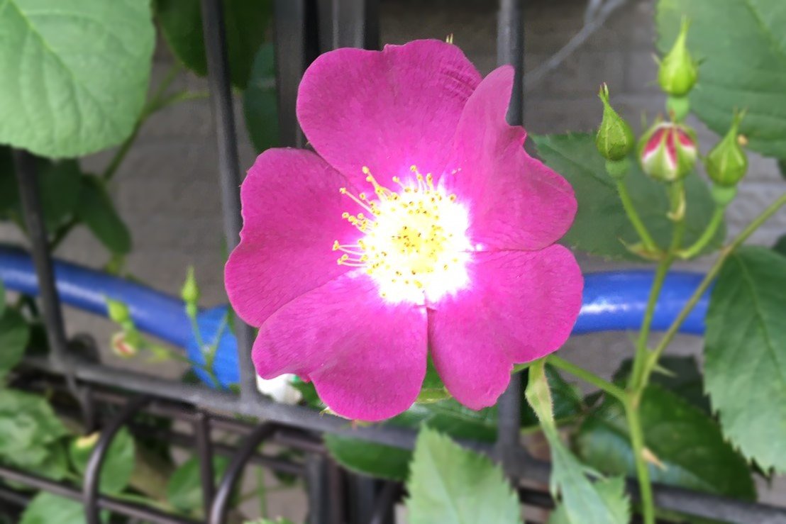 ハートの花びら