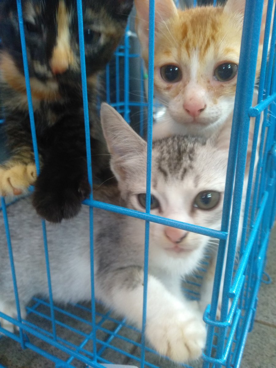 kochengfess's tweet photo. pets! open free adopt buat kitten ini. 2 cewe 1 cowo. alasan aku open adopt, karna udh kewalahan ngurusnya, aku dom jaksel yaa. bantu rt ya temen temen. makasih 🙏🏻 https://t.co/JLbjuHdR6d