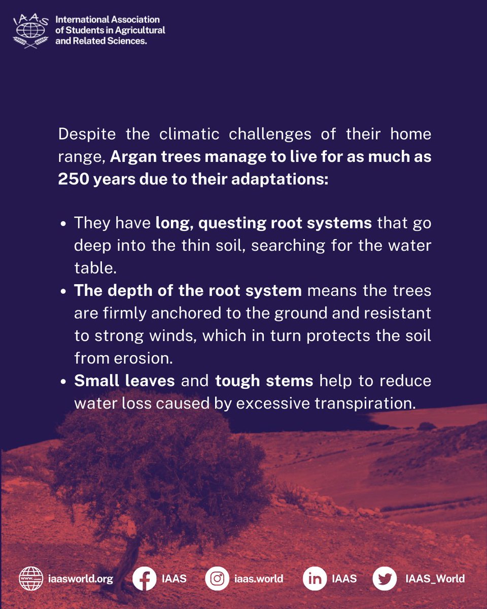 IAAS_World's tweet photo. Hello #FamilIAAS
During this #ArganianWeek weβve discovered some relevant information about this Moroccan endemic culture!
#IAASWorld #ThinkGloballyActLocally #WeBelieveinIAAS #ArganianWeek #Unesco #MoroccanHeritage #SaveArgania #TakeAction #CelebrateArganianDay https://t.co/25lhIOZYAK