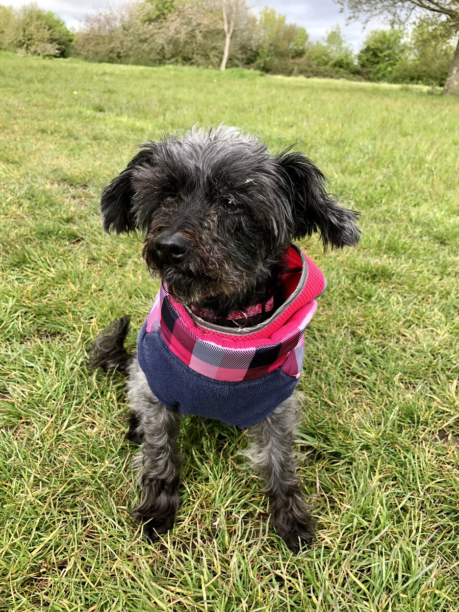 ZZozzles's tweet photo. Lovely walk over the fields this am https://t.co/2ekEq5jaDm