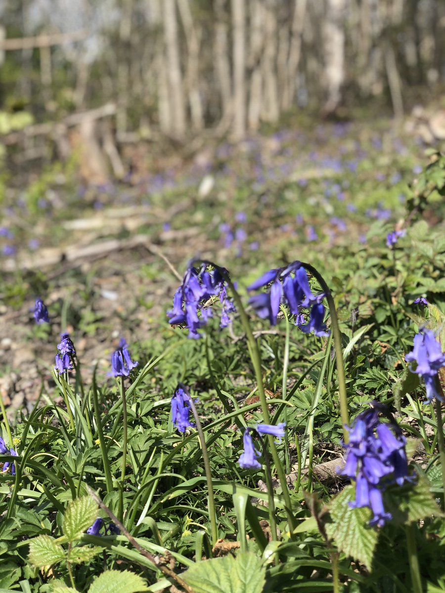 Feels like spring . The bluebells are beginning to appear. Beautiful walks and gorgeous sunshine ☀️