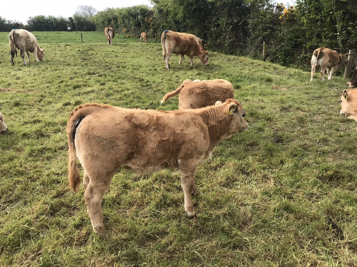 com_wjs's tweet image. Sunday morning scratching post😂 lovely Heritier heifer 👌#aubrac
