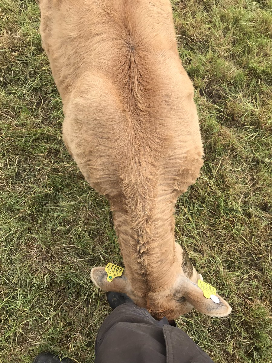 com_wjs's tweet image. Sunday morning scratching post😂 lovely Heritier heifer 👌#aubrac