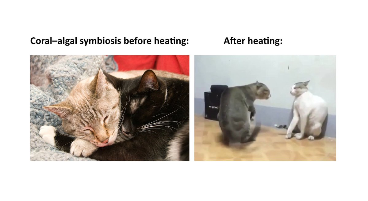 Stupid memes for random scientific papers (@smemsci) on Twitter photo 