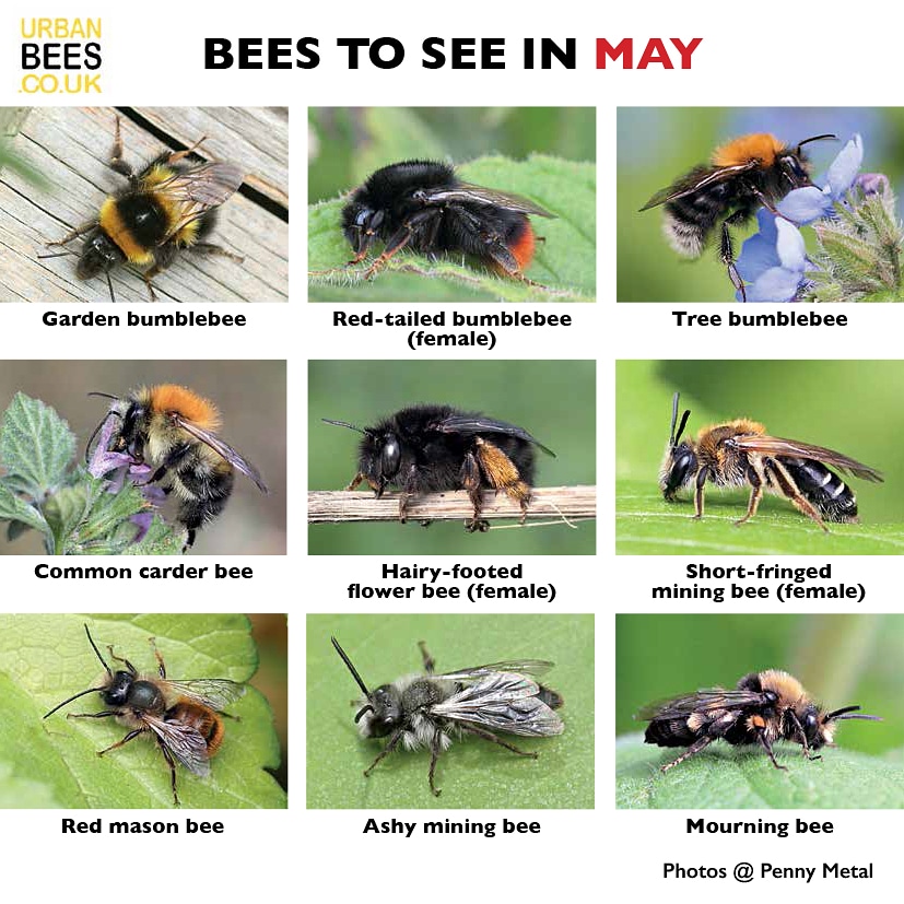Perfect day for bee spotting. Use our handy guide and sign up to this month's newsletter buzz-newsletter.co.uk