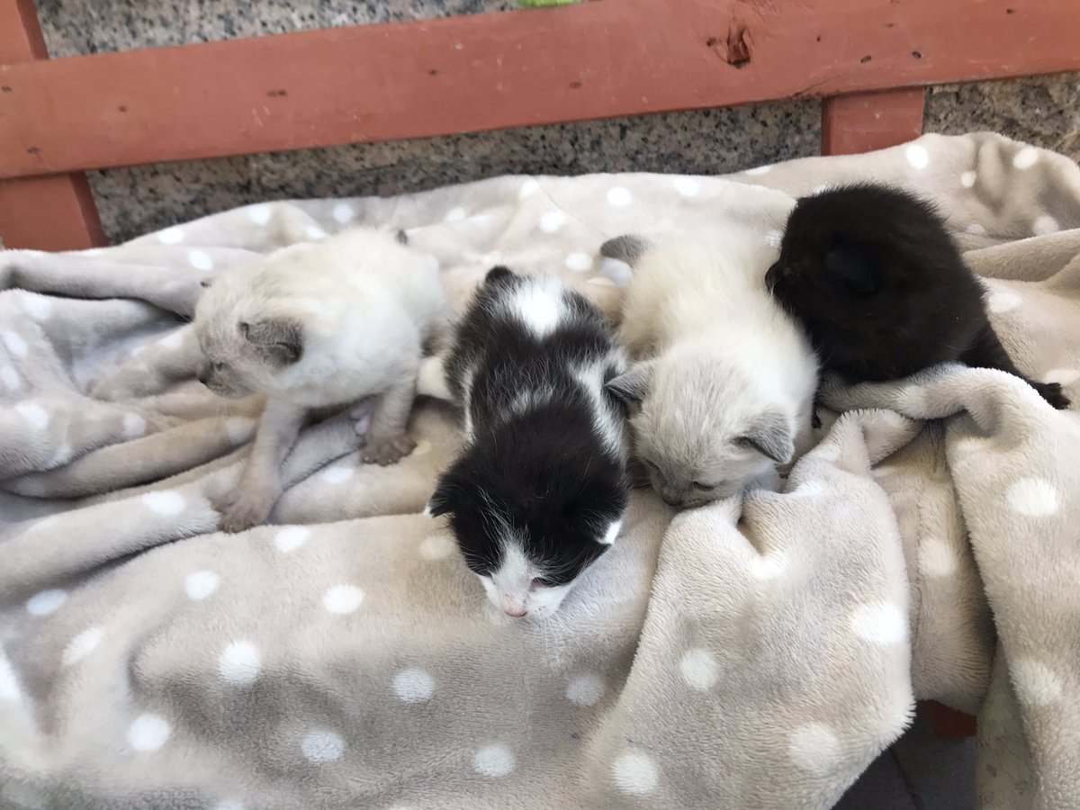 laurameiri's tweet photo. ¡Regalamos gatitos!
Aún son muy pequeñitos, tiene dos semanas solamente
Si podéis difundid porfa 🥺 https://t.co/gBBXz6ZSc7