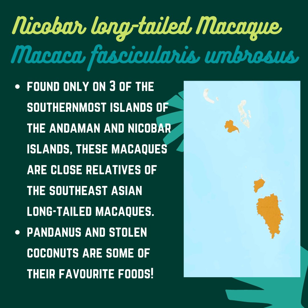 IndianPrimates's tweet photo. And finally, the southernmost of all our wonderful #IndianMacaques -
8. The coastal explorers with frizzy fur and agile bodies - the Nicobar long-tailed macaque!
🐒
#PrimateTrivia #SciComm #IndianPrimates #InternationalMacaqueWeek
PC: @Partha_Marcus & @Ishikamacaca https://t.co/PGeWyi4elH