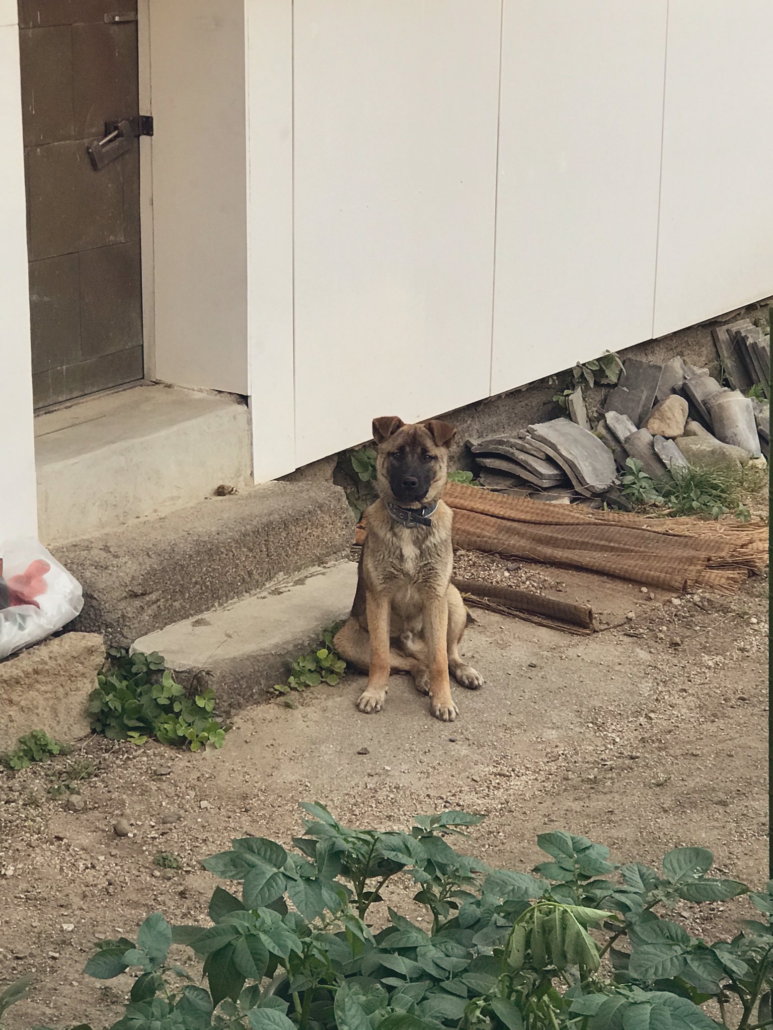 猪熊 本日より二頭体制に移行します 香川県 東かがわ市 犬 犬のいる生活 犬のいる暮らし 兄弟犬 ２頭飼い 間違い探し 垂れ耳 立ち耳 鼻が黒い T Co S2i9lovojn Twitter