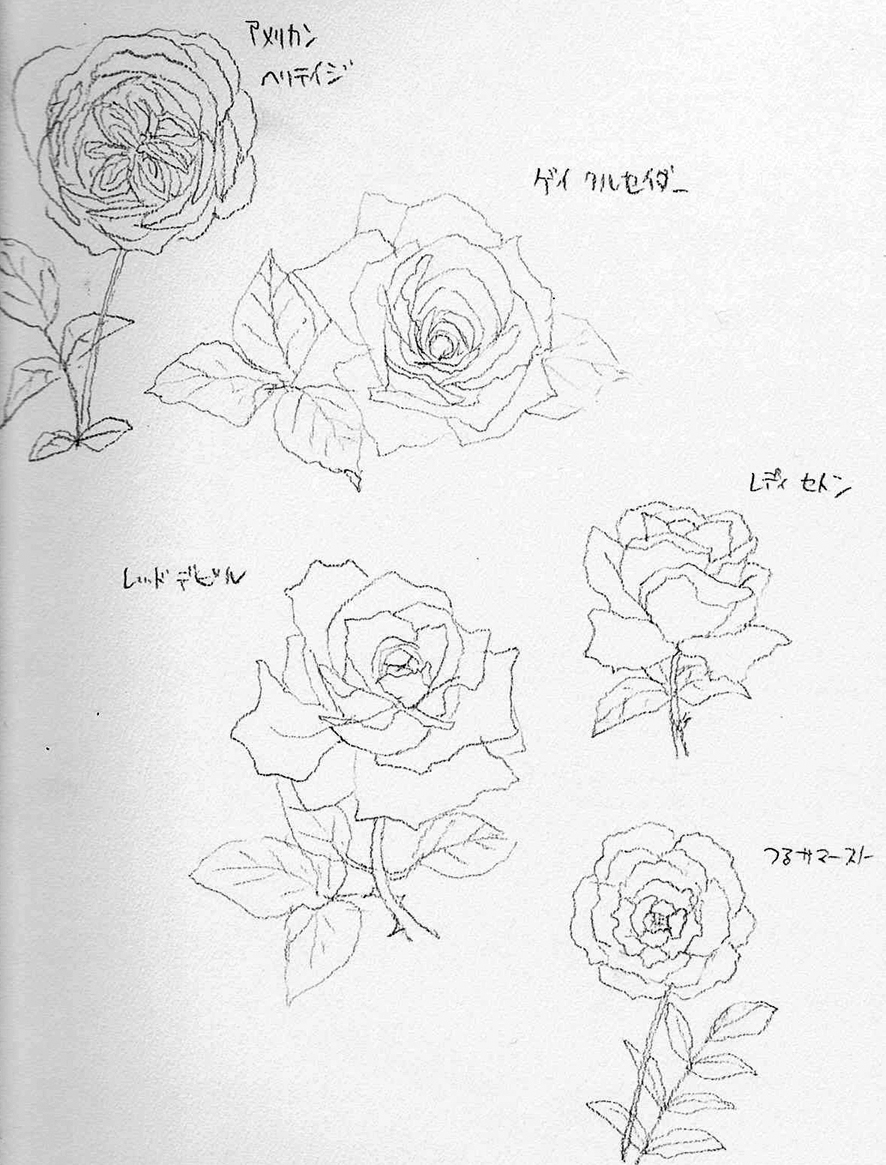 生田バラ園でのスケッチ いかにも って感じのバラから え こういう花と葉っぱ いさぎ 堀場工房の漫画