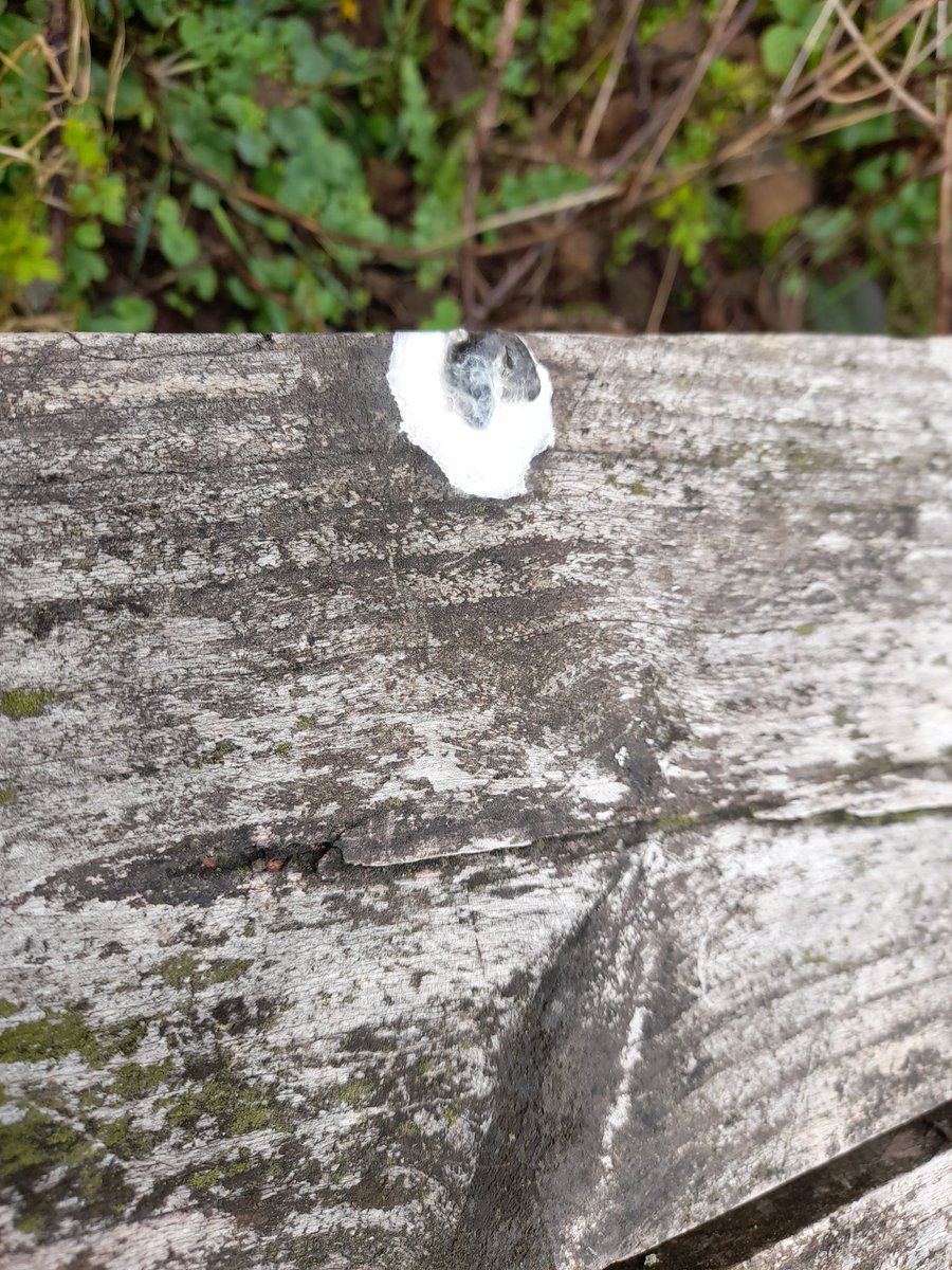 AdamLinnet1's tweet image. 2 1/2 year old daughter: there&apos;s bird poo on the bench....probably a chaffinch poo...No, it must be a blue tit poo.

😂😂 #Poodunnit