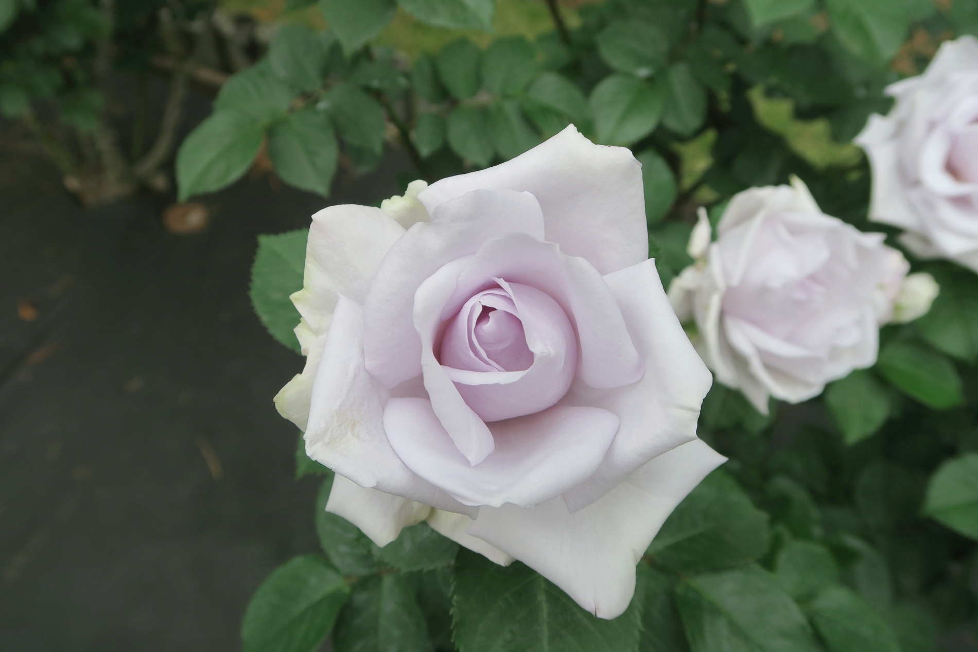 旧古河庭園 青の軌跡 当園にある青バラ の中でもくすんだ色合い 花びらが少なく 巻きがある咲き姿がなかなか撮れない難しい花ですが いつも名前にテンション上がります 青バラへの情熱を感じます 旧古河庭園 バラ ツイッターで楽しむ庭園 休園中