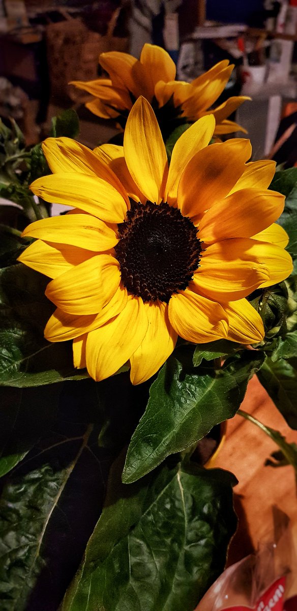 britishberliner's tweet photo. Guess what I got?
These gorgeous glowing #sunflowers & white #chocolates!
And why?
'Cos today is #MothersDay or #Muttertag!
I'm proud to be the #bestever #mother #mummy #mama #mutter & #mutterlein to our #son!
Happy Mother's Day!
#happymothersday2021
#motherhood #Germany https://t.co/r4B3S1WOOa