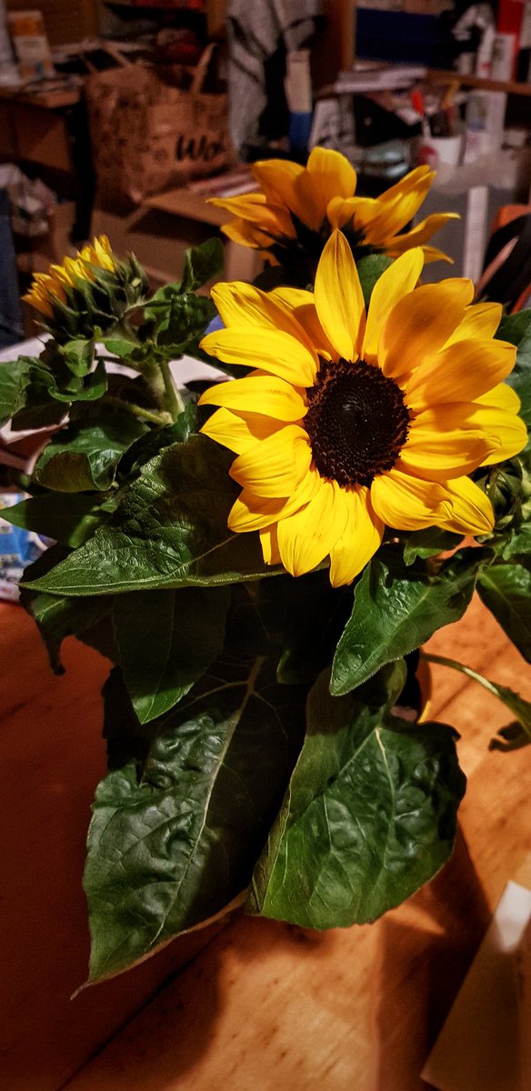 britishberliner's tweet photo. Guess what I got?
These gorgeous glowing #sunflowers & white #chocolates!
And why?
'Cos today is #MothersDay or #Muttertag!
I'm proud to be the #bestever #mother #mummy #mama #mutter & #mutterlein to our #son!
Happy Mother's Day!
#happymothersday2021
#motherhood #Germany https://t.co/r4B3S1WOOa