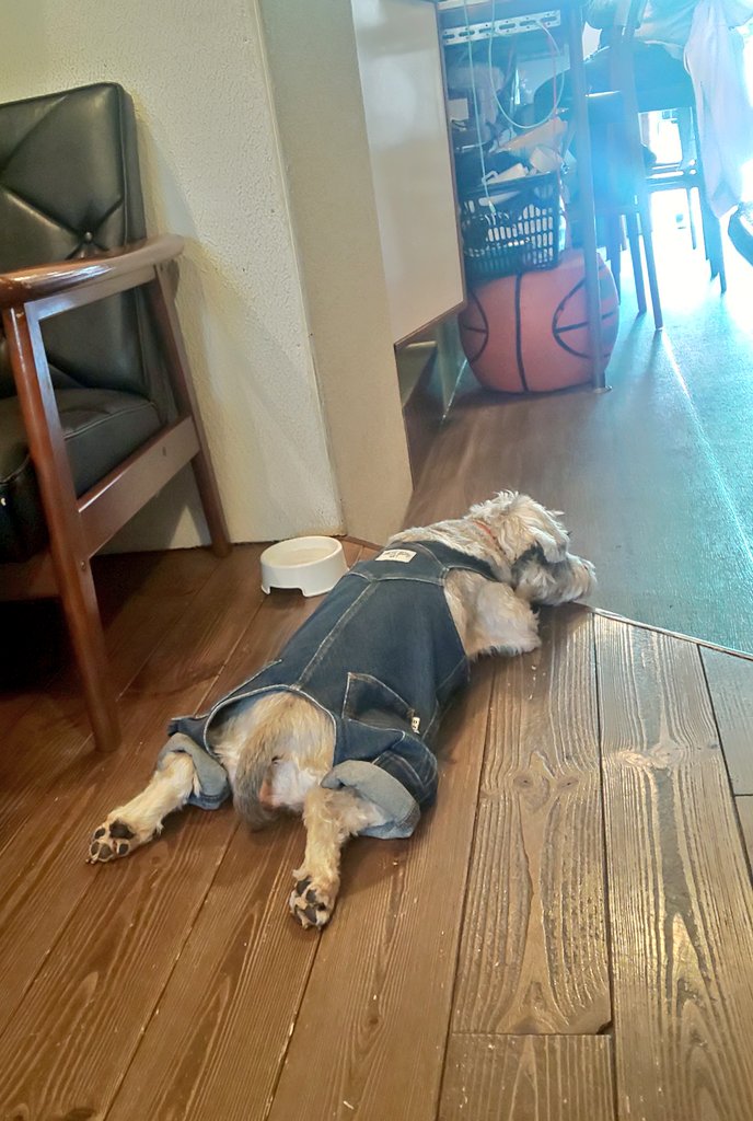 yk_megurin21's tweet photo. ボルシチ~🐶
#munchs https://t.co/IppQuaYCsV