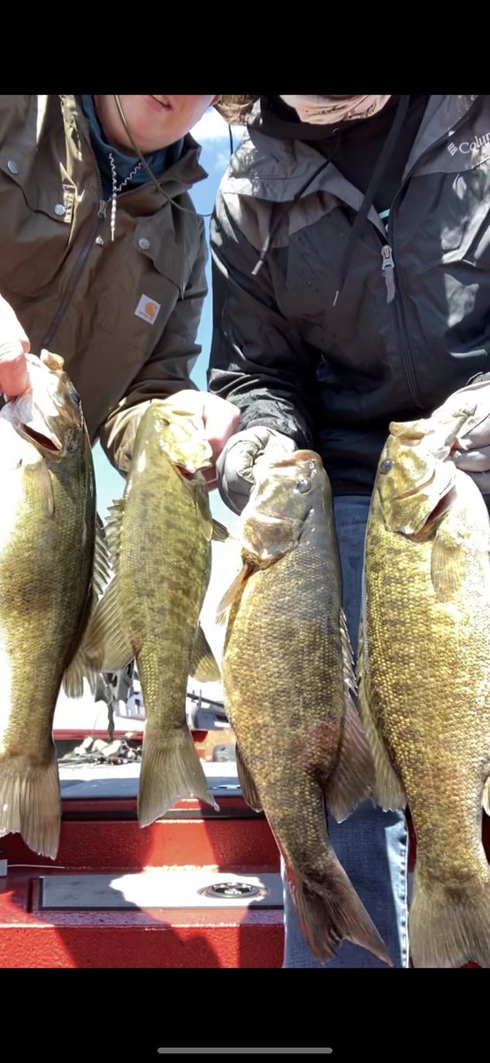 AddictsBass's tweet photo. WHAT A DAY. PB small mouth was beat twice today and the first ever tiger muskie was landed. Despite the cold water and crazy wind all day there were plenty of fish in the boat today!! https://t.co/WPAEHh9TXA