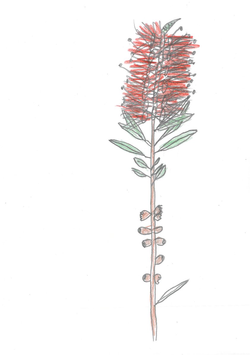 Over 900 students came to Stage 2 First Contacts lessons held last week. Interactive lessons helped students develop a deeper understanding of the first contacts at Kamay Botany Bay in 1770. 
If you missed out more dates in Term 3. Dart Connections. dartconnections.org.au/providers/bota…